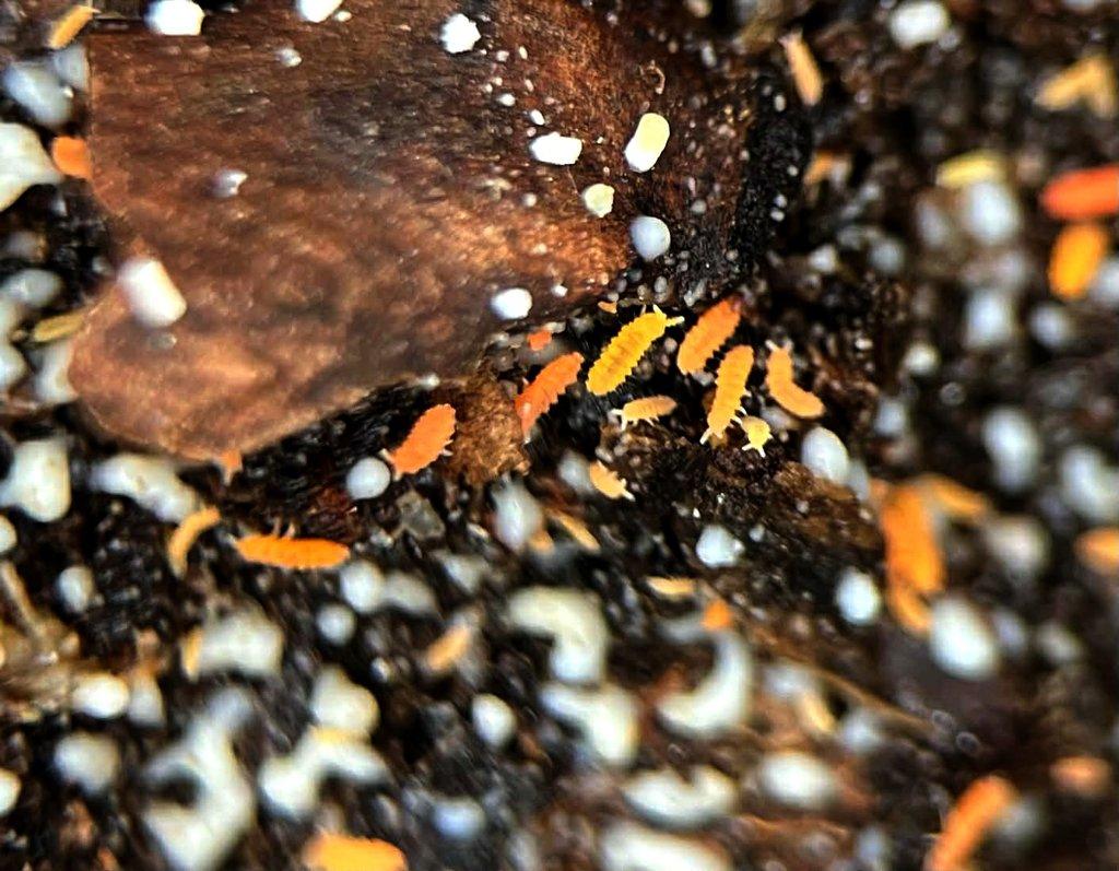 Isopody vhodné do terárií,ke krmení i hobby,chvostoskoci bílí i barevní