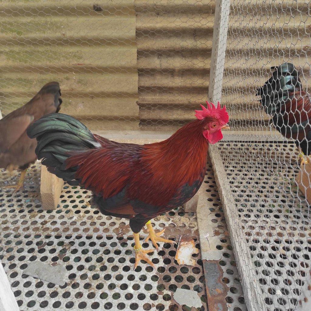 VELSUMKA ZDROBNĚLÁ REZAVĚ KOROPTVÍ  NV