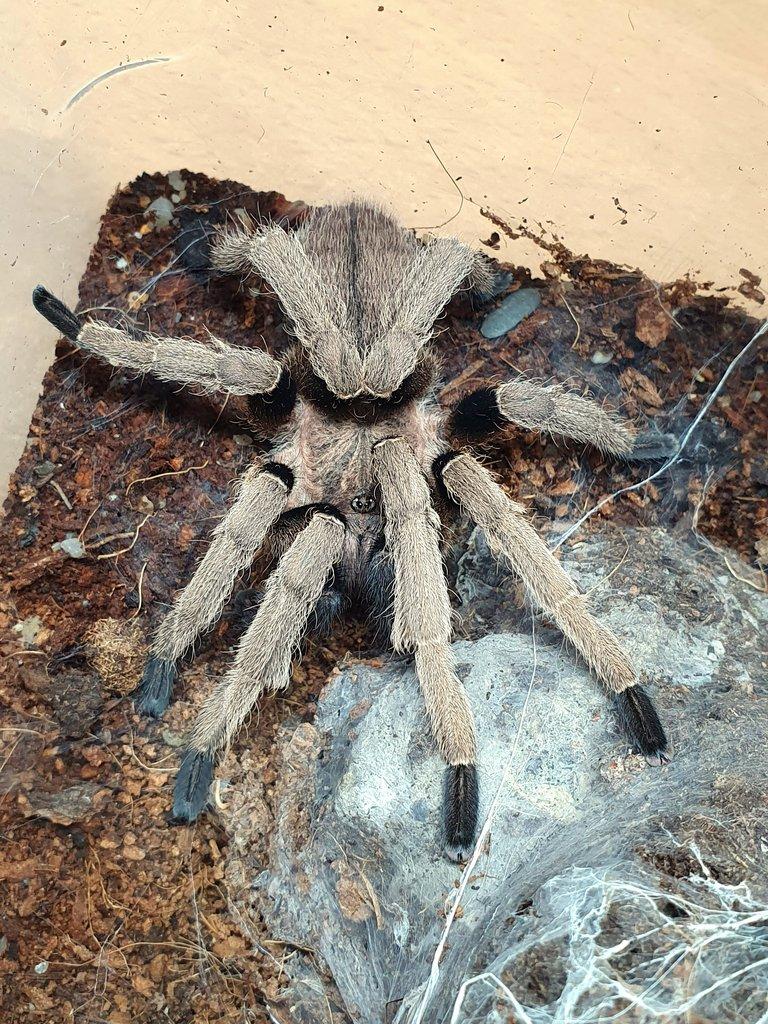 Ornithoctonus aureotibialis - Adult samec