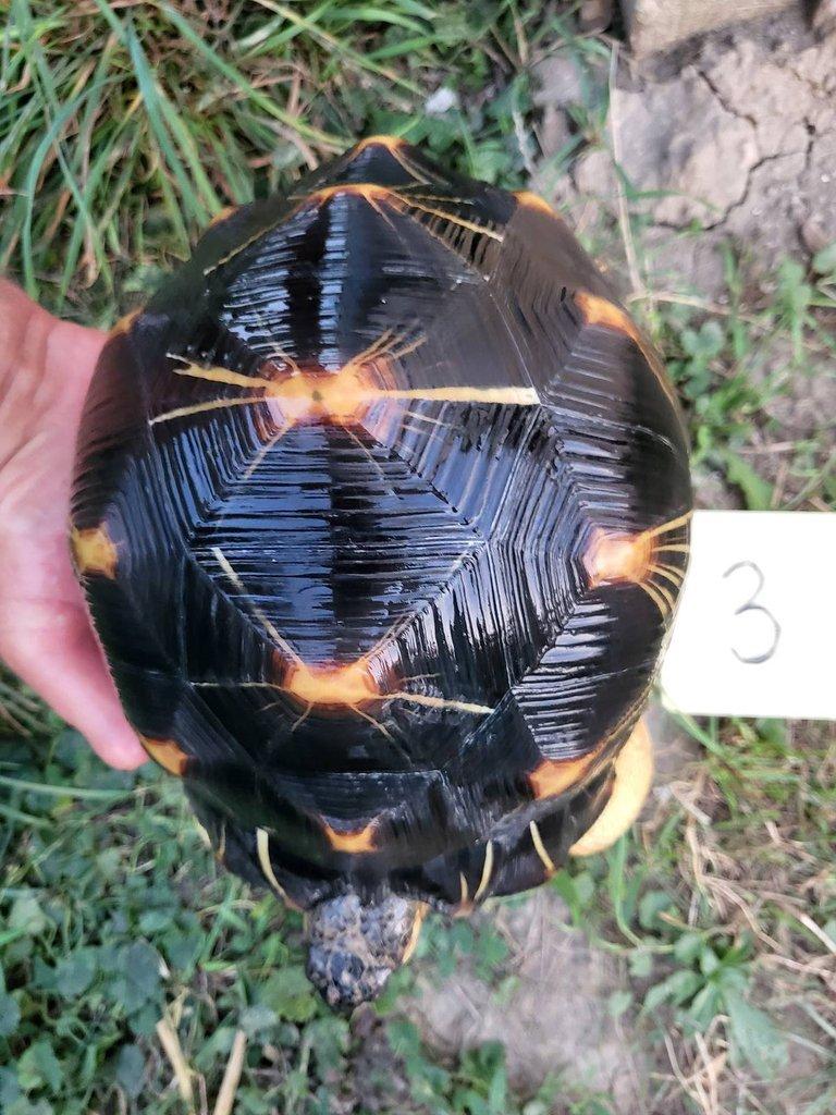 Astrochelys radiata subadult
