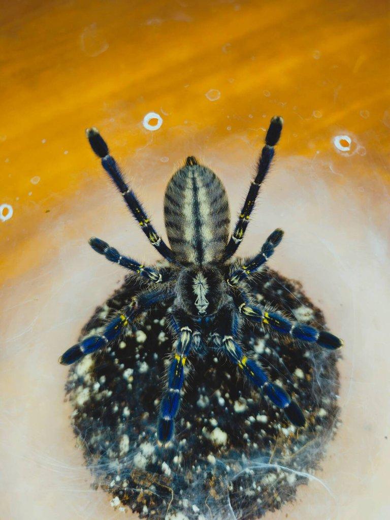 Poecilotheria Metallica URČENÁ SAMICE 4-4,5cm