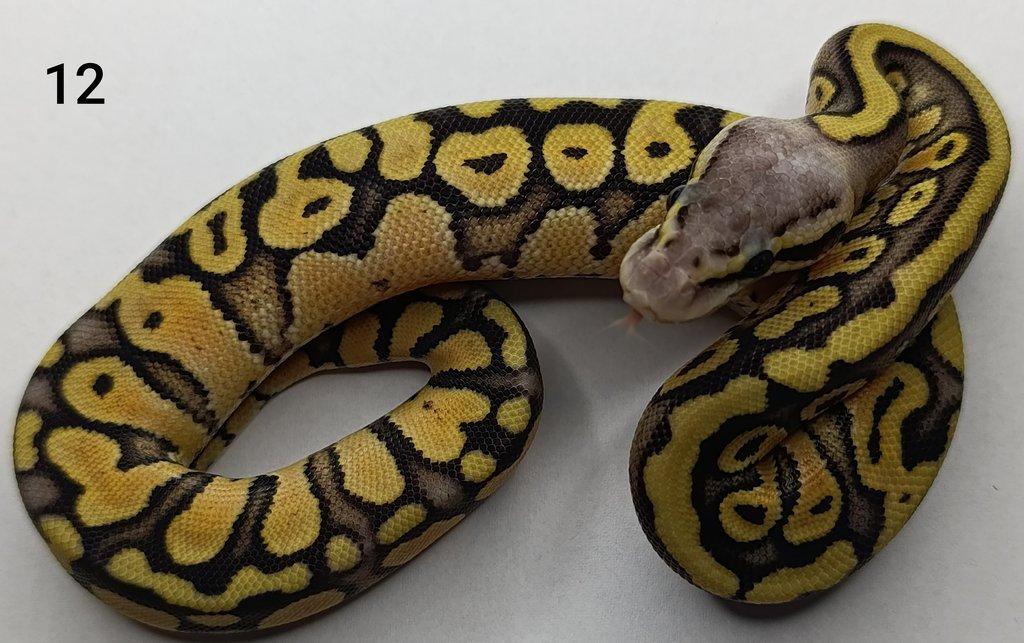 Krajta královská/ Python regius