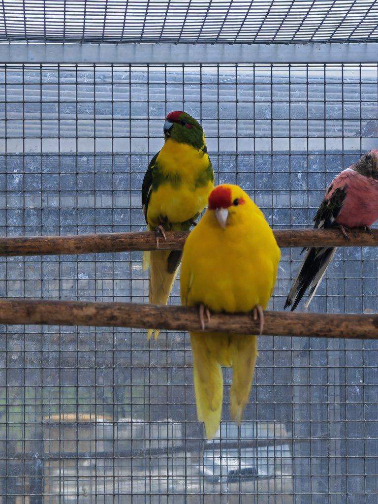 Kakariki rudočelý pár