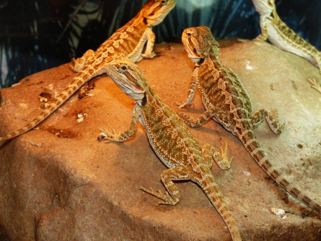 Agama vousatá (Pogona vitticeps)