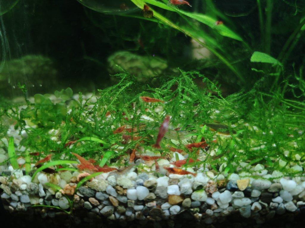 krevetky žluté a červené