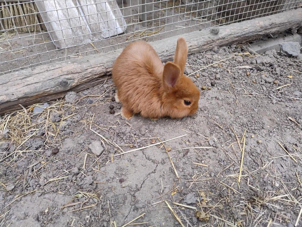 Český červený králík, český černopesíkatý králík