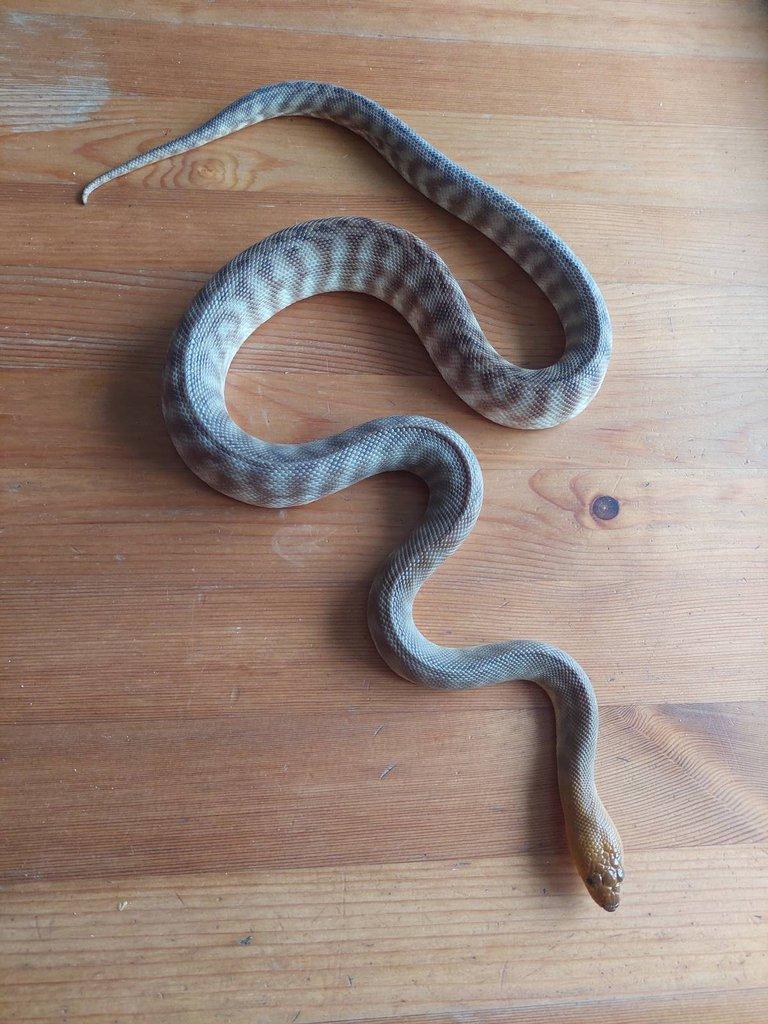 Aspidites ramsayi - woma