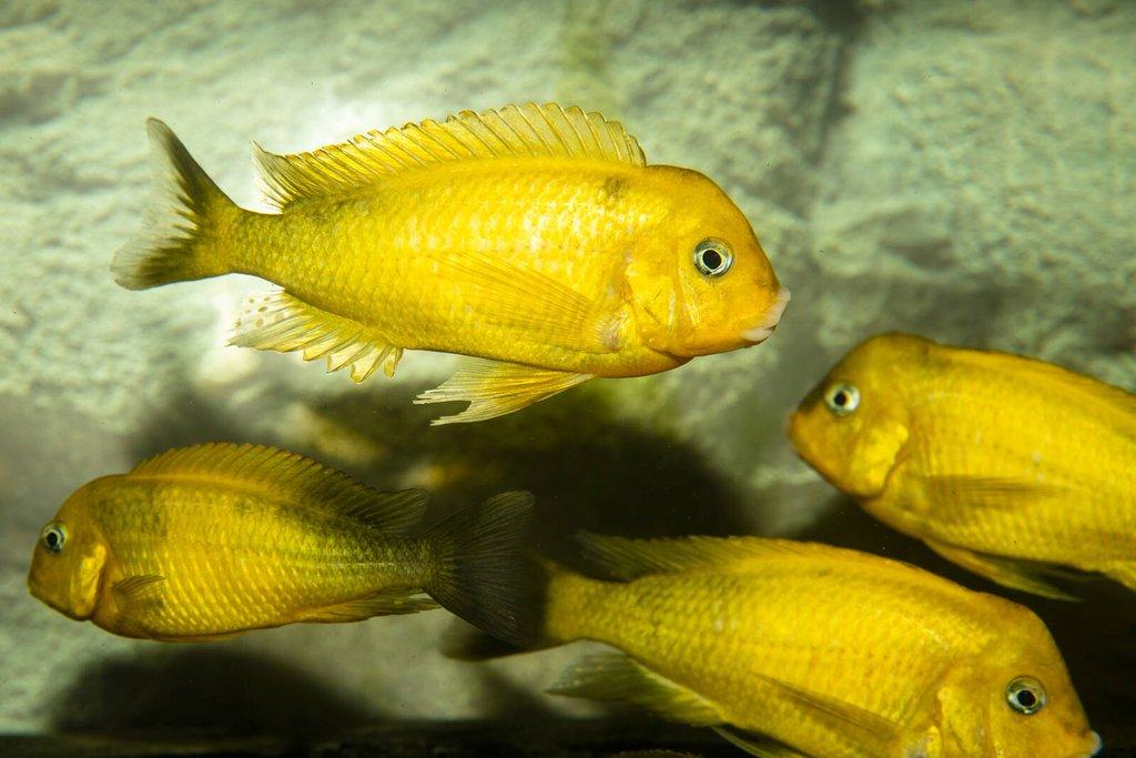 Tropheus sp. black Golden Kiriza