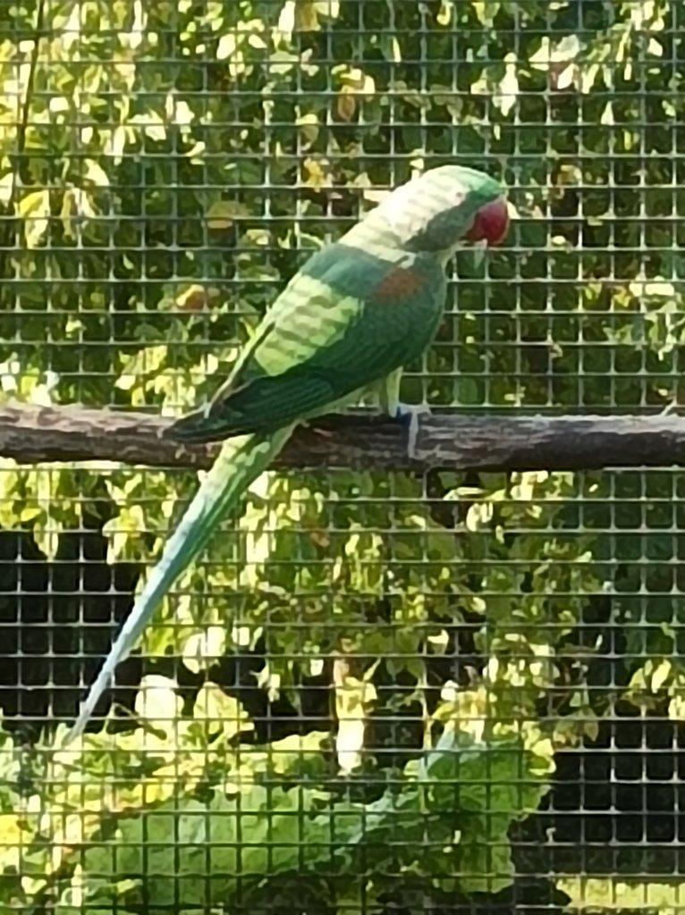 Alexandr velký Mladé