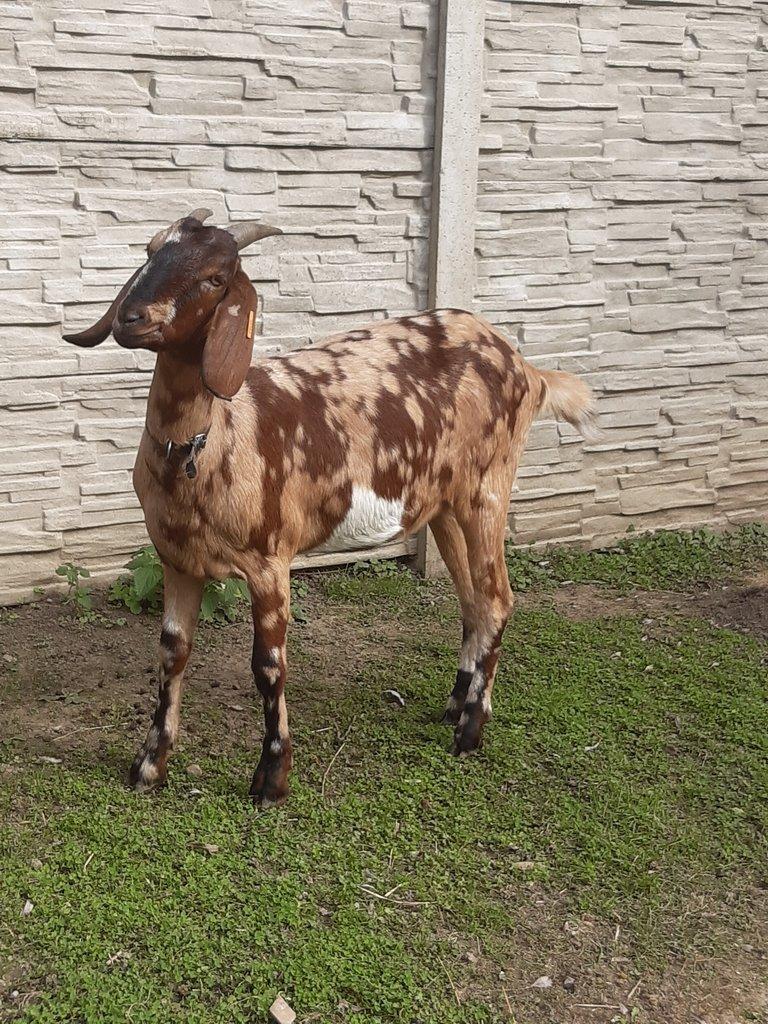 Anglonubijská koza podílová s POP