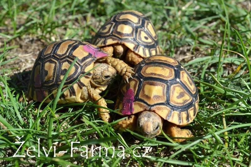 SUCHOZEMSKÉ ŽELVY PARDÁLÍ – vlastní odchov
