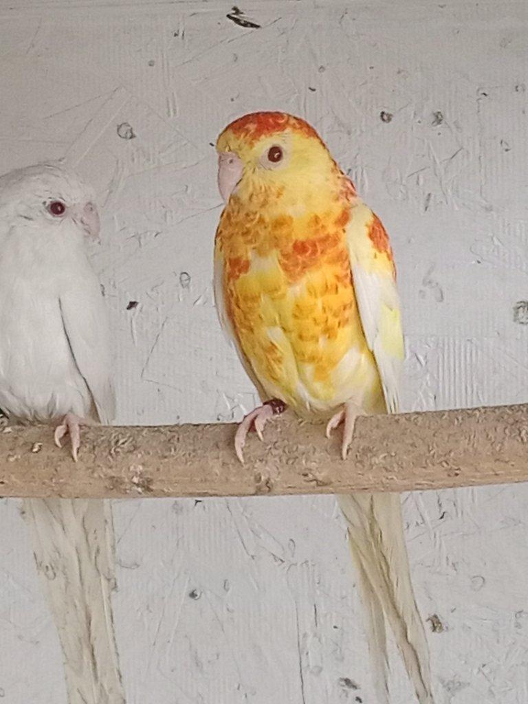 Prodám  papoušek zpěvavý