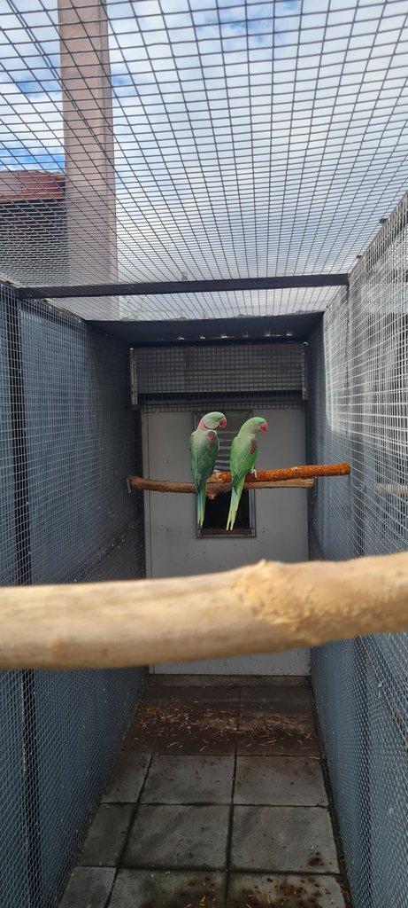 Koupím 0.3  Alexander velký /modrou, modrou 24