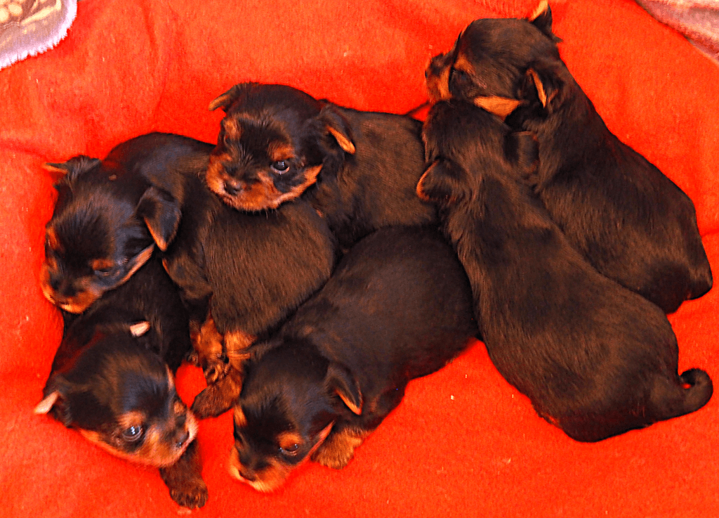 jorkšírský terier