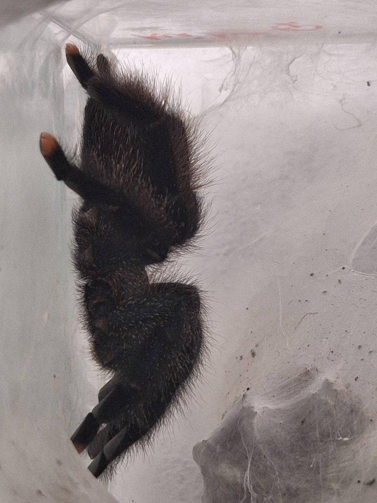Avicularia