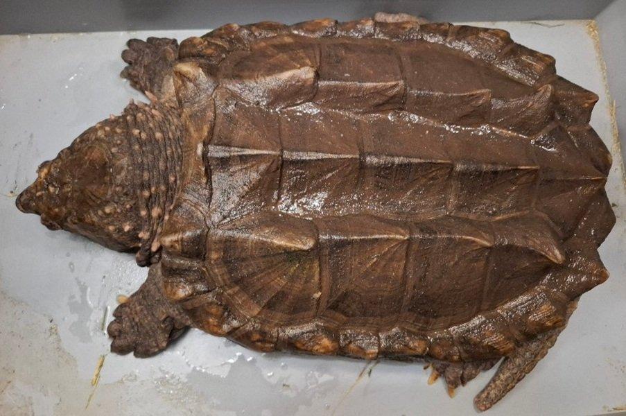 Prodám kajmanky supí