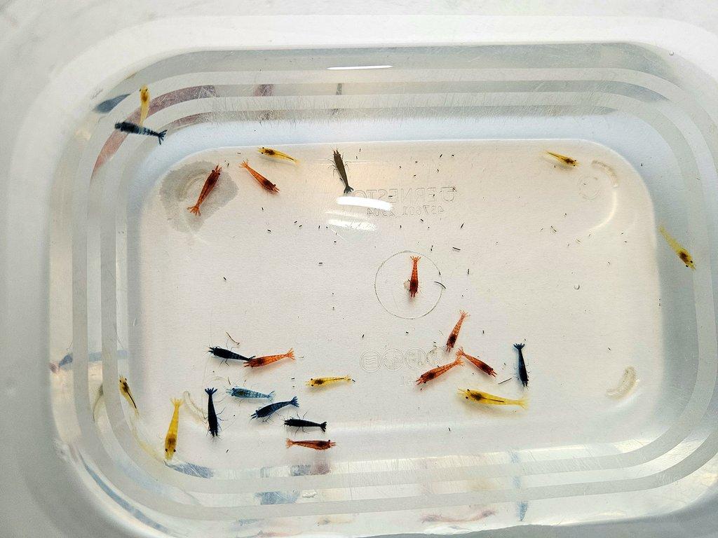 Sparťanské krevetky - nenáročné, čisté linie