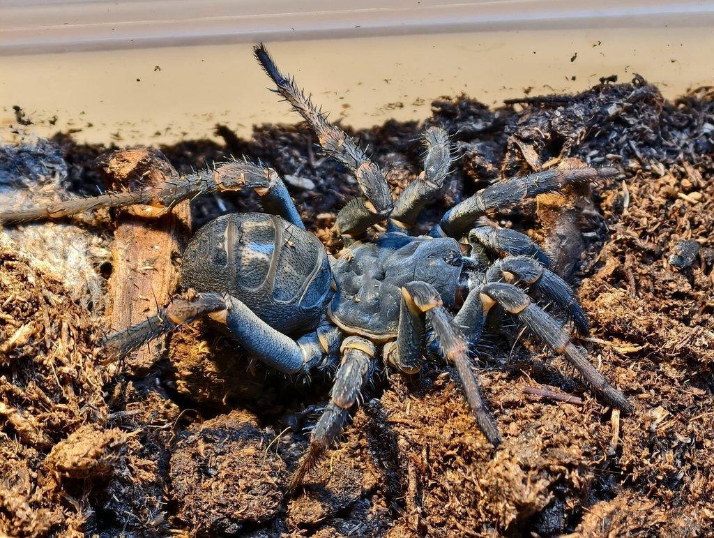 Mohu dovézt na Živou Exotiku sklípkany