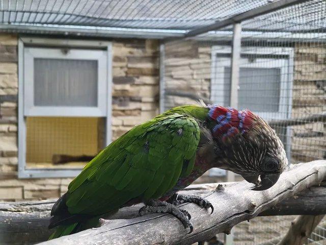 Predám 1 : 1 páru 2017, Amazoňan Vejárový