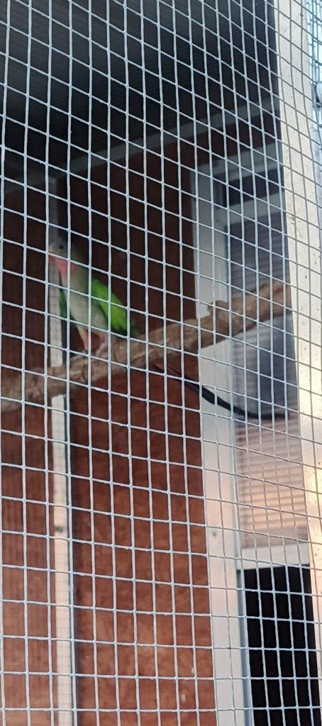 Papoušek alexandřin 1,0