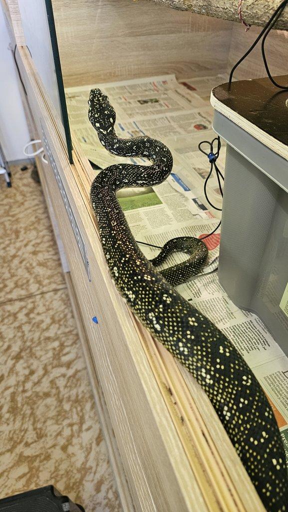Morelia spilota spilota 1,1