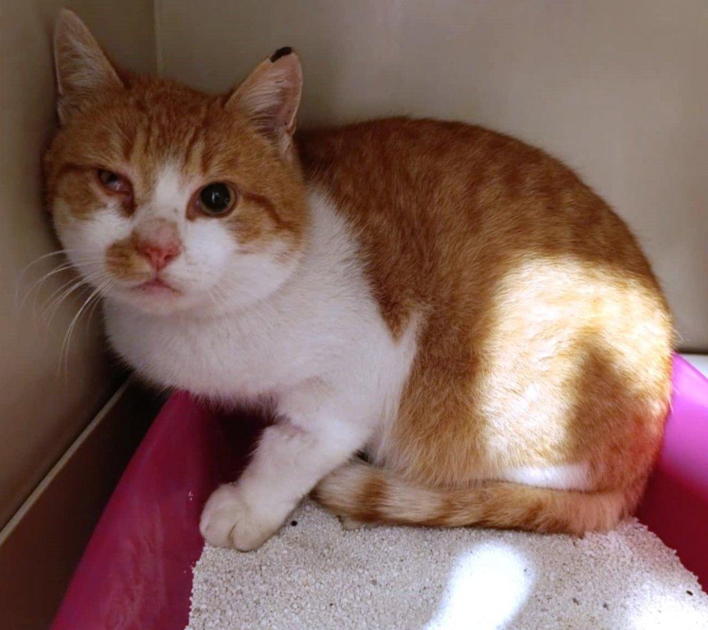 Kocourek Pickwick hledá nový domov