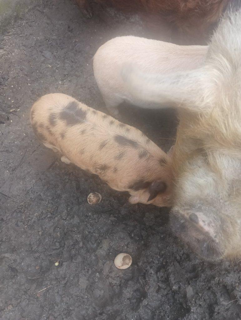Kune kune