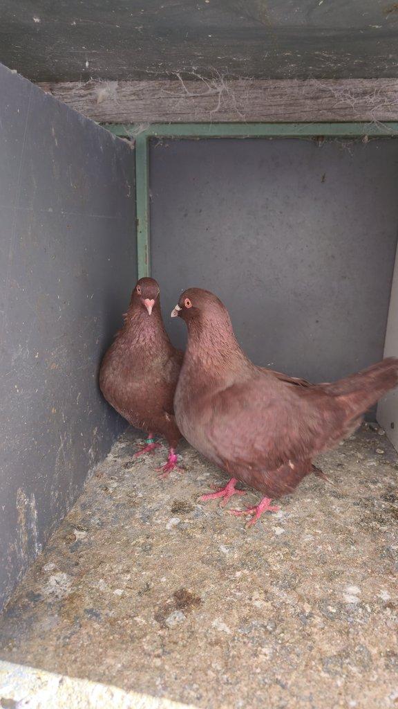 Prodám Benešovský holub červený.