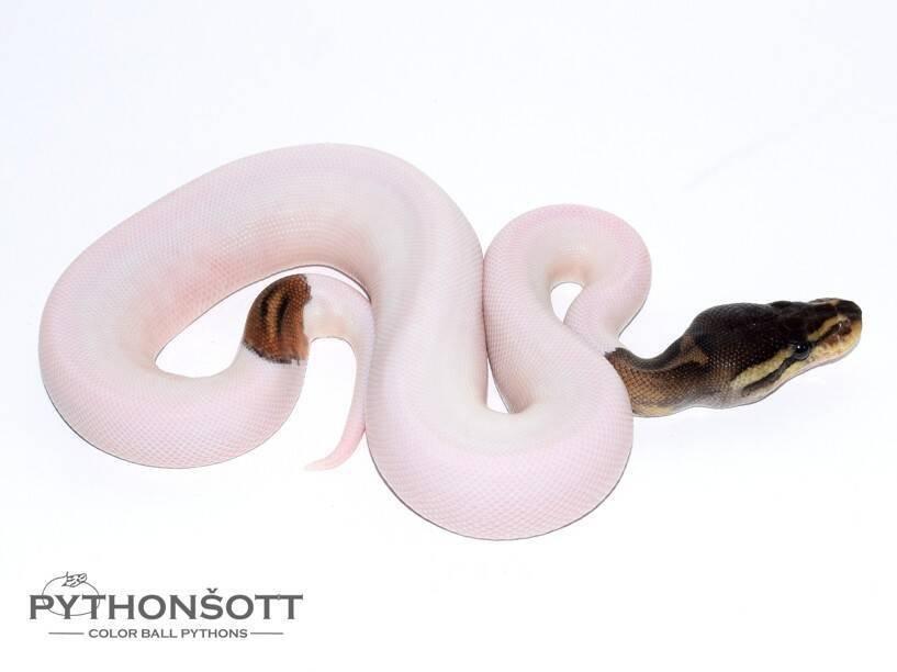 MLÁĎATA KRAJTY KRÁLOVSKÉ (Python regius)