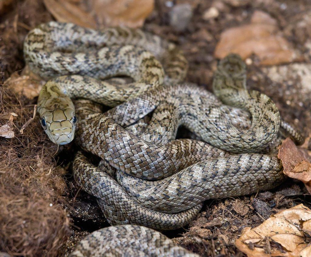Mláďata užovky japonské (Elaphe climacophora)