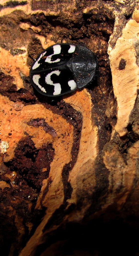Švábi Pseudoglomeris magnifica a Therea olegrandjeani