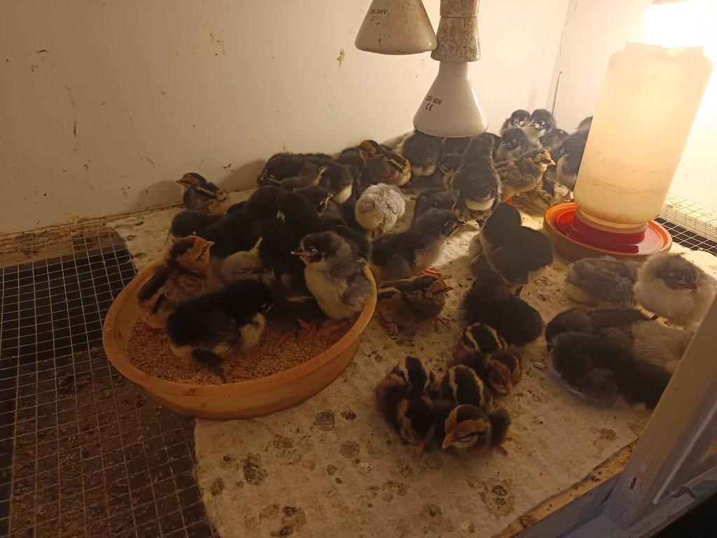 Násadová vejce zdrobnělé Araukany divoce zbarvené a zlatokrké