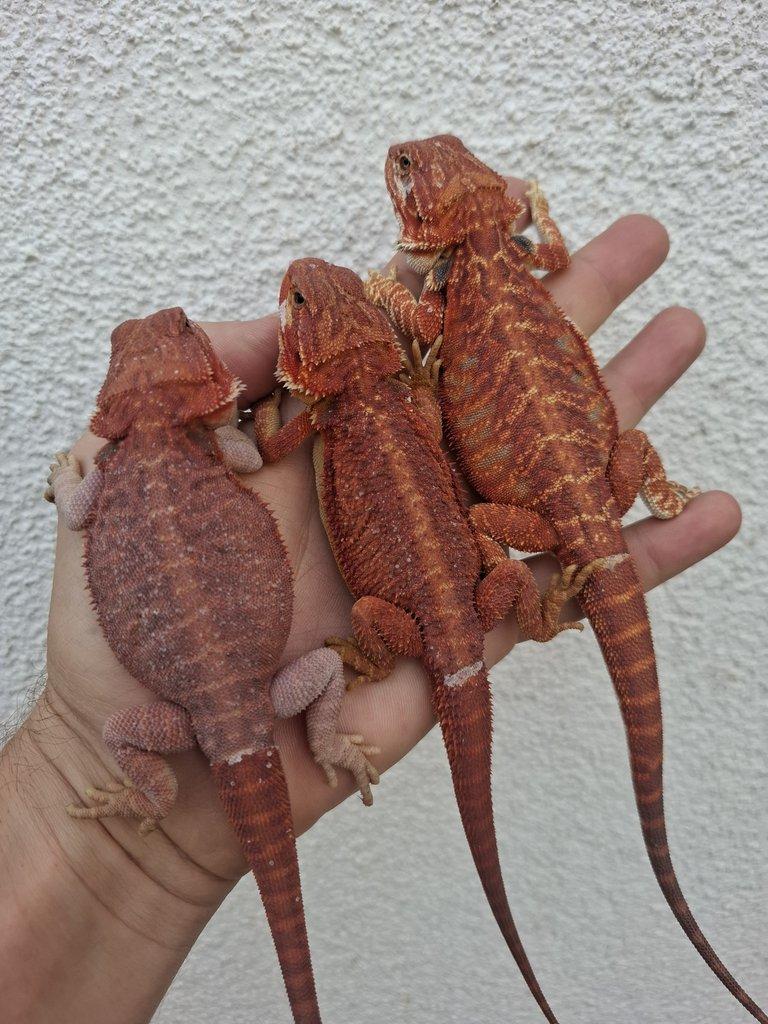 Pogona vitticeps