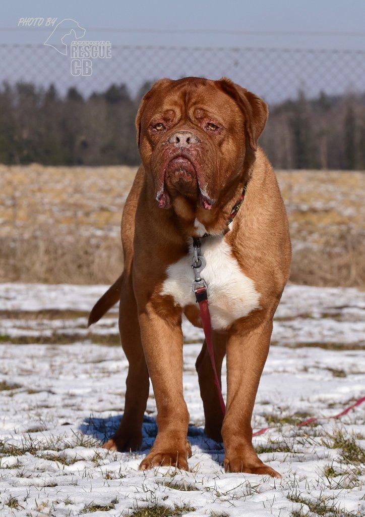 Darujeme psa bordeauxské dogy