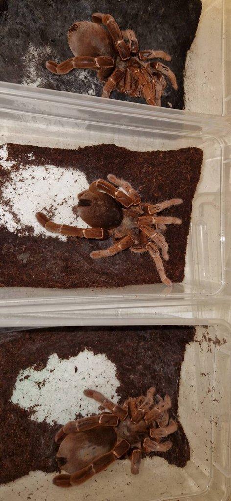 Citharischius crawshayi