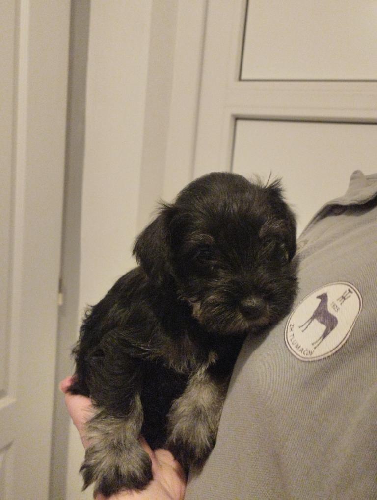 Knírač malý černostříbřitý