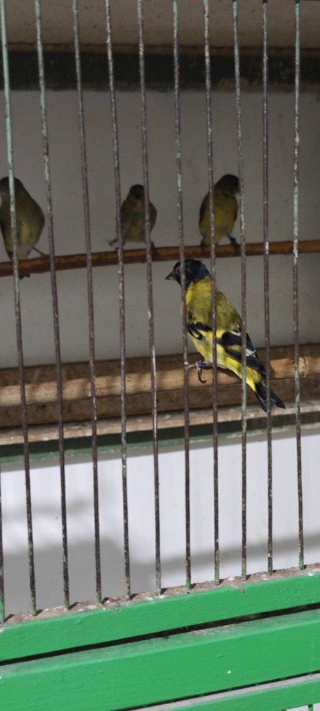 Čížek magelánský