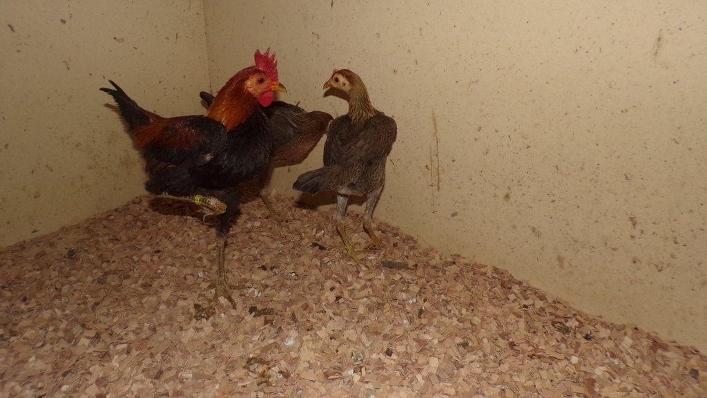 Bojovnice novoanglicka  pśenićne zbarveni - chovny kmen 1,2