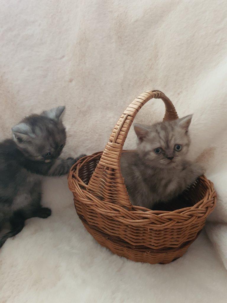 Prodam britska Whiskas kotata