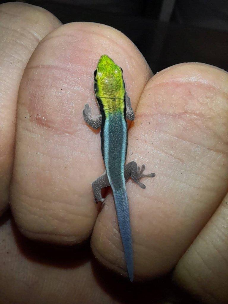 Phelsuma klemmeri  a Rhacodactylus auriculatus