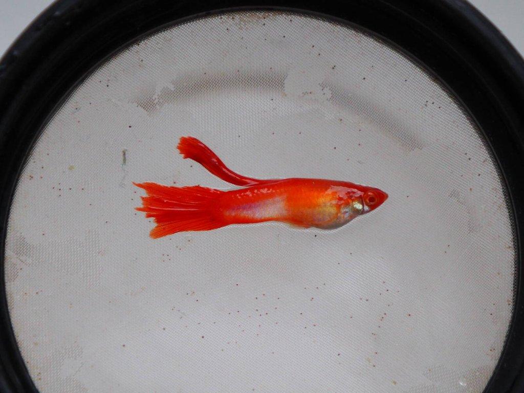 Paví Oka var. Koi