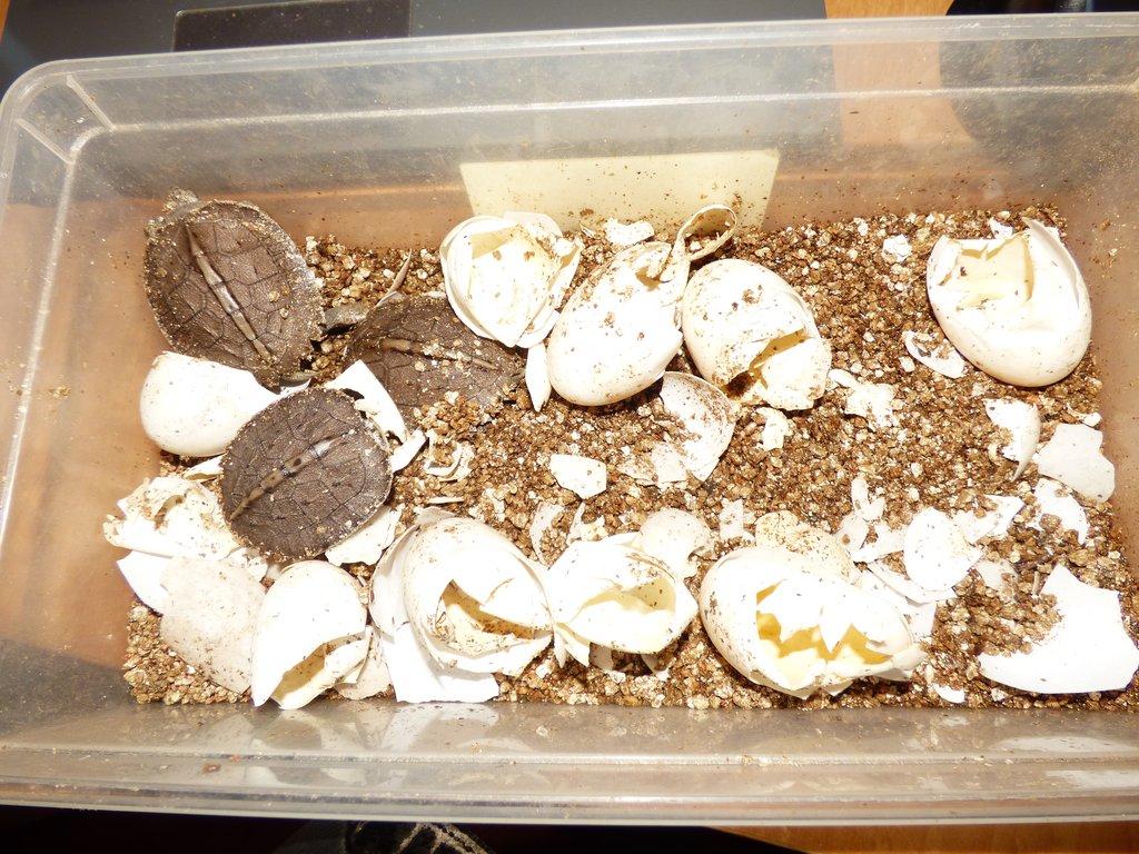 Želva černavá (Heosemys grandis)