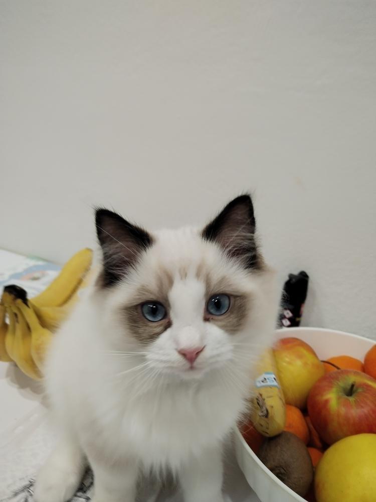 Koťátka Ragdoll s PP