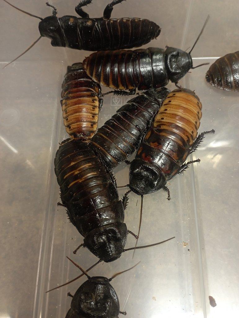 šváb madagaskarský