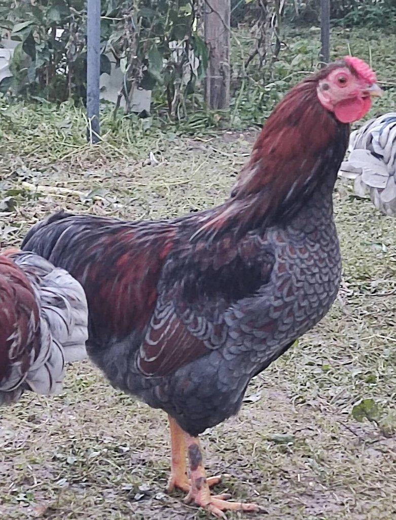 Wyandotka zdrobnělá a Pavlovská slepice
