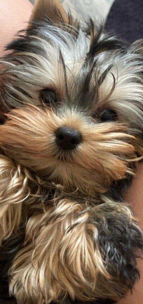 Štěňata yorkšírských teriérů s PP