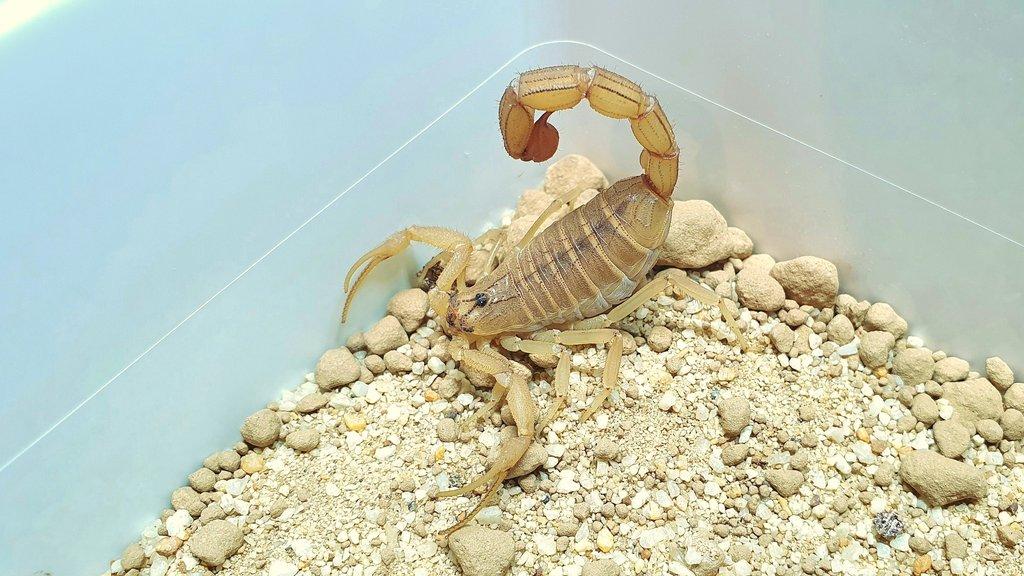 Hottentotta flavidulus