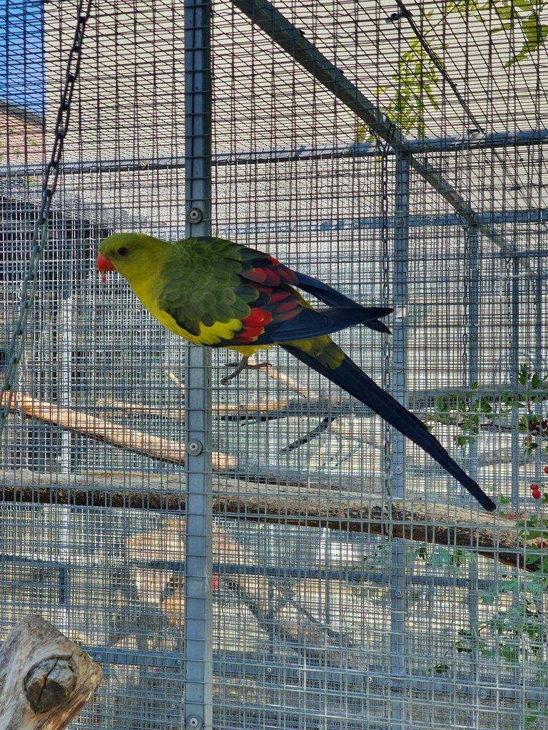 Kakadu ruzovy lutino,horsky/lutino