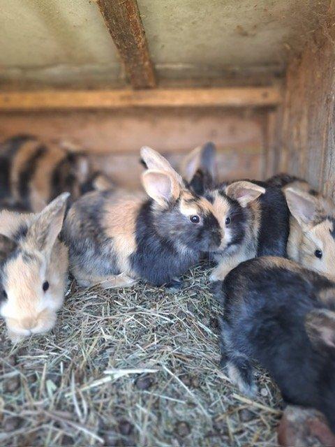 Japonská králíčata,