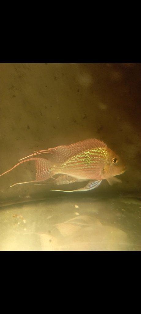 Geophagus sveni Rio parana